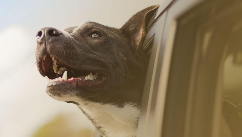 addestratore cane como